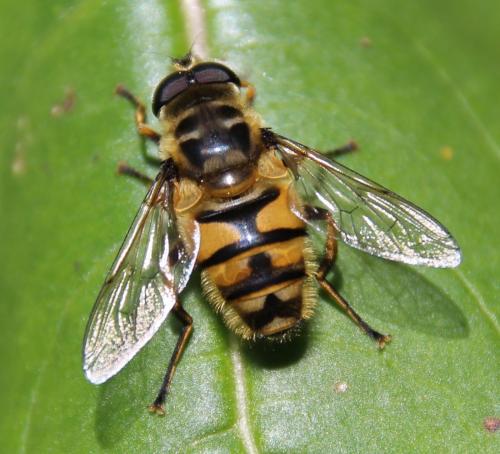 Réf. 284 244 : Myathropa florea