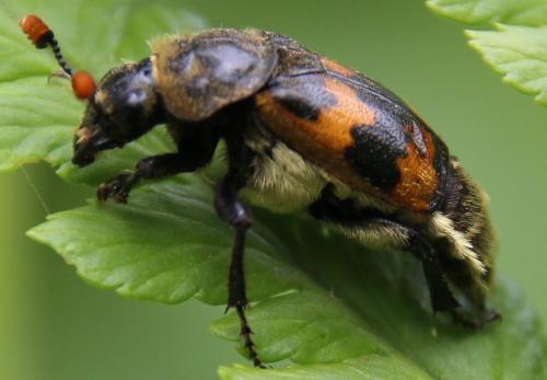 Nicrophorus vestigator