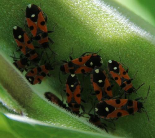 Horvathiolus superbus