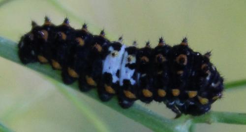 Réf. 284 735 : Papilio machaon