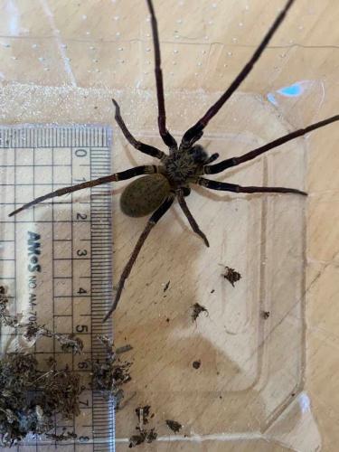 Macroctenus kingsleyi