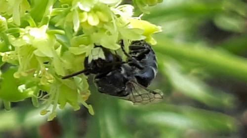 Réf. 284 587 : Hylaeus signatus