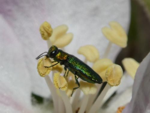 Réf. 284 465 : Anthaxia nitidula