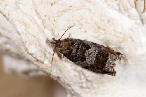 Réf. 284 036 : Ancylis achatana