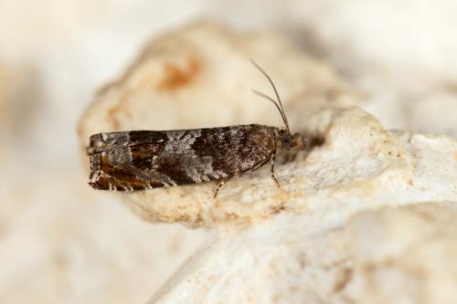 Réf. 284 037 : Ancylis achatana