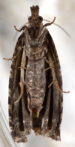 Réf. 284 038 : Ancylis achatana