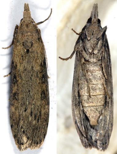 Réf. 284 042 : Lamoria anella