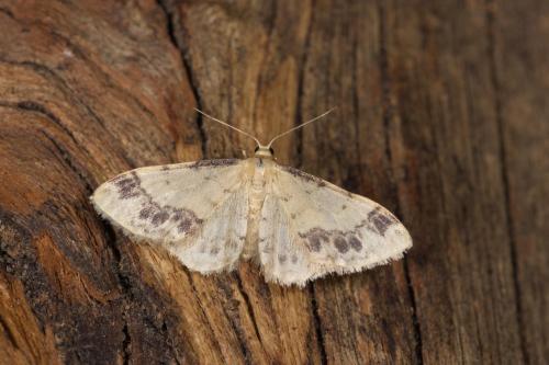 Idaea trigeminata
