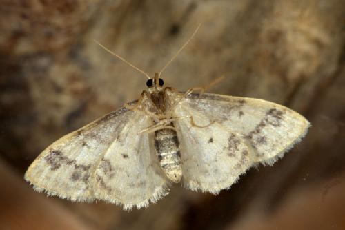 Idaea trigeminata