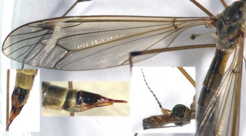 Tipula alpina