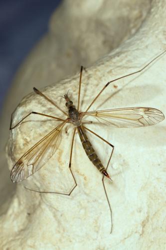 Tipula alpina
