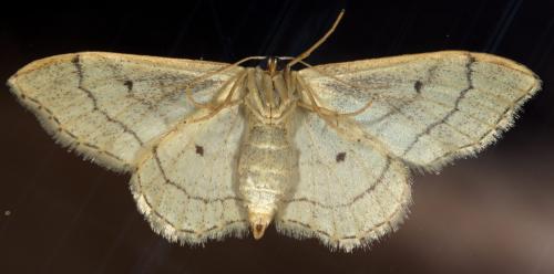 Réf. 284 634 : Idaea aversata