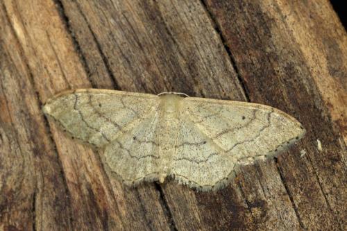 Réf. 284 633 : Idaea aversata