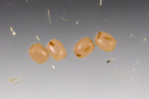 Réf. 284 635 : Idaea aversata