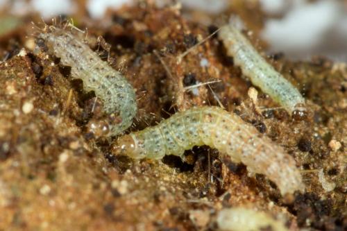 Réf. 284 175 : Agrotis exclamationis