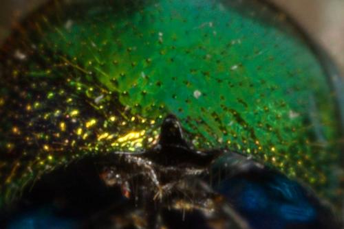 Pseudomalus auratus