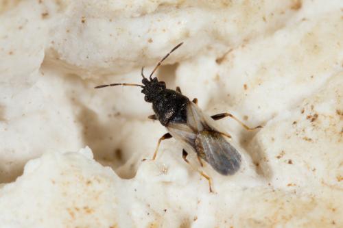 Réf. 284 482 : Metopoplax ditomoides