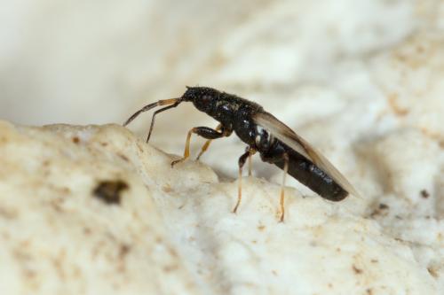 Réf. 284 483 : Metopoplax ditomoides