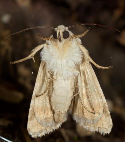 Eremobia ochroleuca