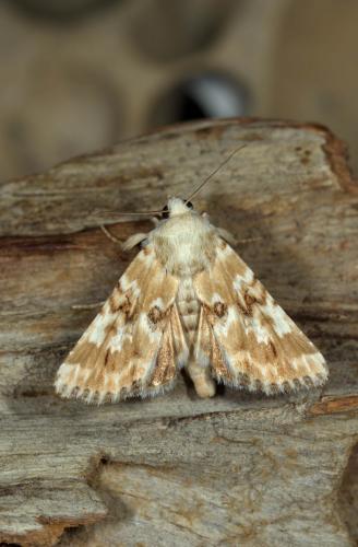 Eremobia ochroleuca