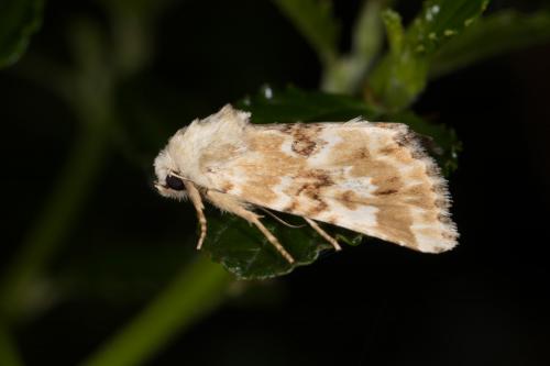 Eremobia ochroleuca