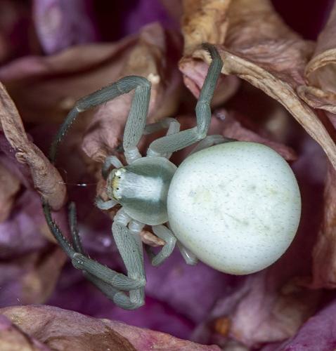 Misumena vatia