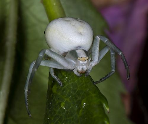 Misumena vatia