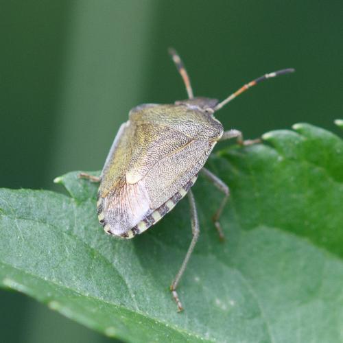 Peribalus strictus vernalis