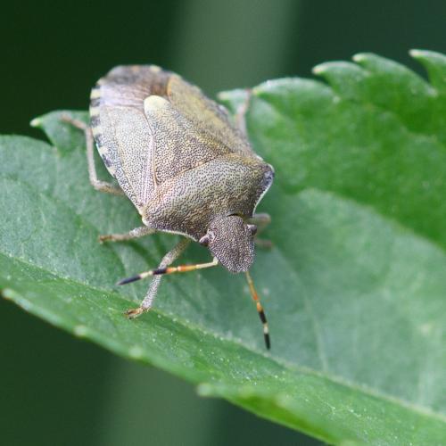 Réf. 284 914 : Peribalus strictus vernalis