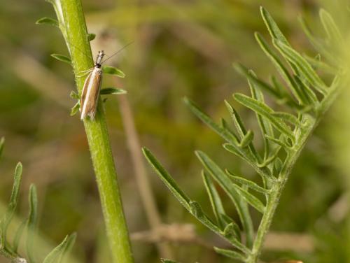 Réf. 284 942 : Pleurota aristella