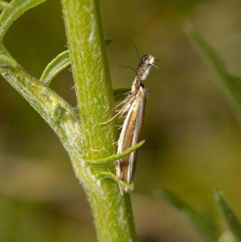 Réf. 284 941 : Pleurota aristella