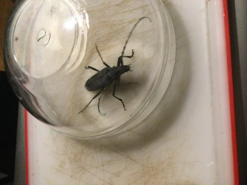 Cerambyx sp.