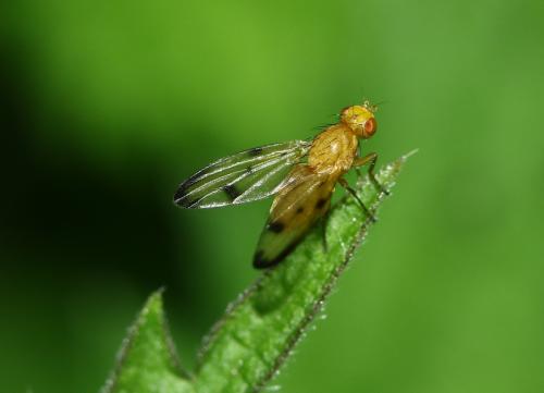 Toxoneura quinquemaculata