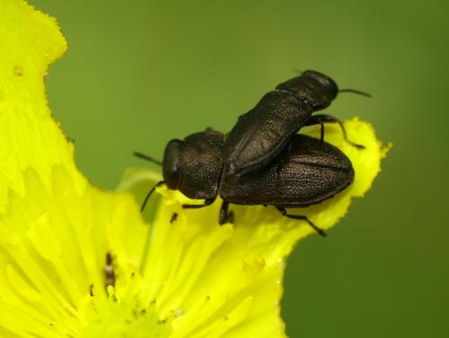 Anthaxia godeti