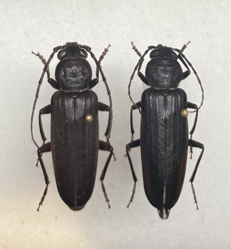 Arhopalus ferus