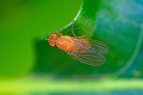 Sapromyza sp.