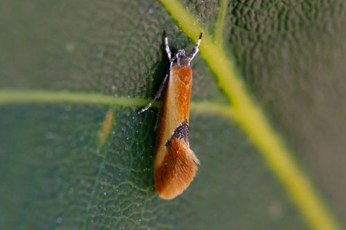 Batia sp.