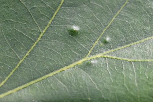 Trioza remota
