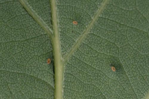 Trioza remota