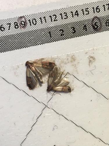 Plodia interpunctella
