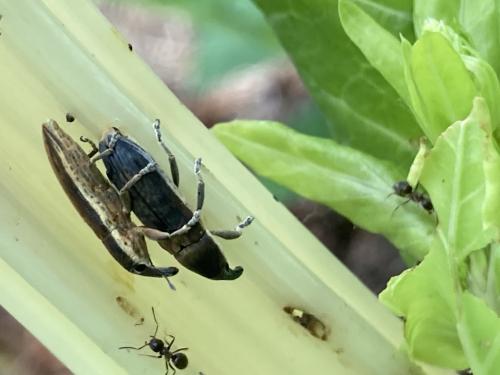 Lixus juncii