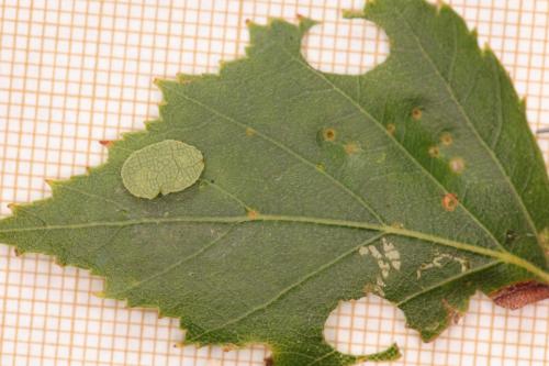 Réf. 284 279 : Incurvaria masculella