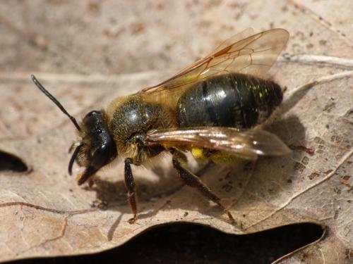 Andrena sp.