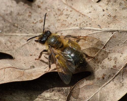 Andrena sp.