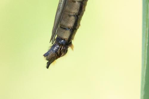 Dysmachus fuscipennis