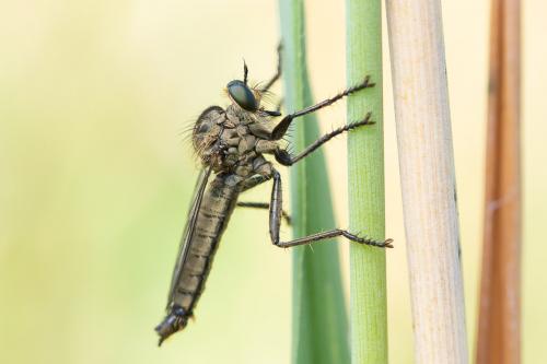 Dysmachus fuscipennis