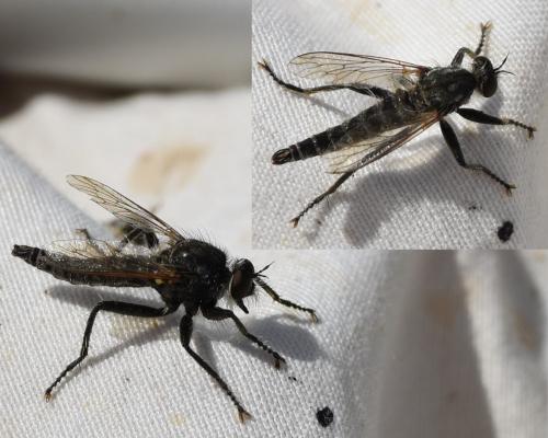 Asilinae