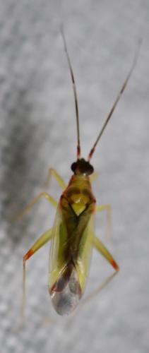 Campyloneura virgula