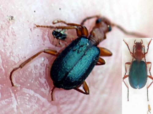 Réf. 284 198 : Brachinus explodens