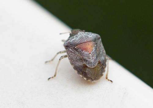 Stagonomus venustissimus